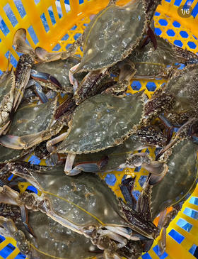 大连庄河流网大公蟹，9-10成肥，保鲜不保活，有挂网缺腿属于不可抗力，正常现象！2.8—3.2斤/箱