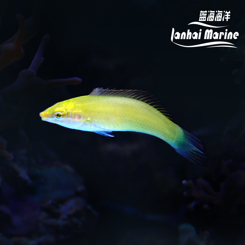 绿龙（除蚓螺）