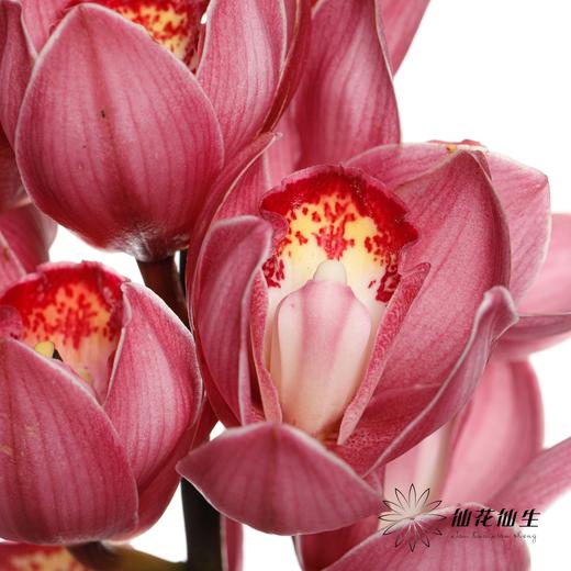 兰花 | 大花蕙兰深粉（轻微擦伤或折痕不售后，介意者慎拍） 商品图0