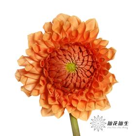 大丽花 | 阳光橙