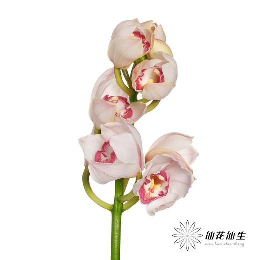 兰花 | 大花蕙兰诱惑【轻微瑕疵 折痕 色差 不售后，介意者慎拍】 商品图1