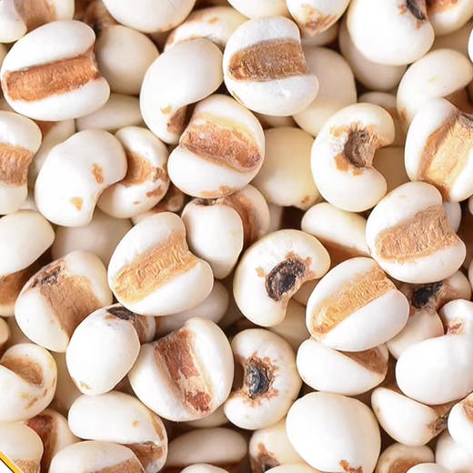 【杨芊一】福林堂薏仁米300g/瓶 商品图3