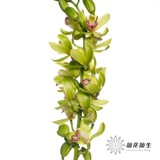 大花蕙兰 | 绿洲 商品图4