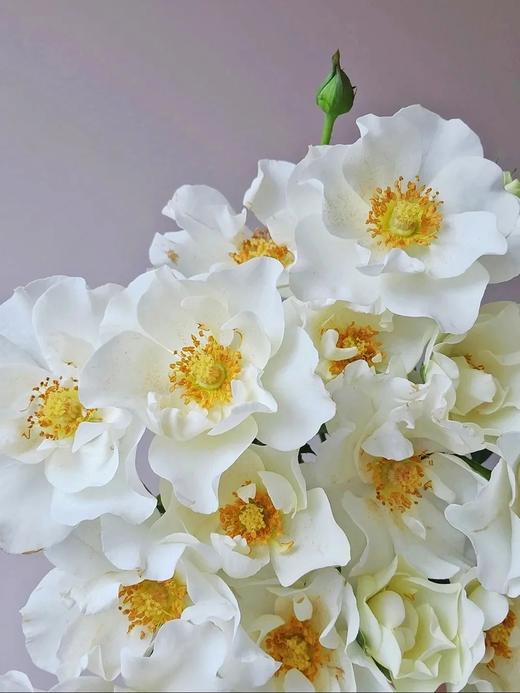 多头玫瑰花婚纱10支 商品图3