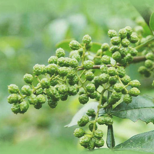 酉阳土家族苗族自治县武陵山干青花椒麻椒250g/500g袋 商品图1