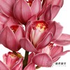 兰花 | 大花蕙兰深粉（轻微擦伤或折痕不售后，介意者慎拍） 商品缩略图4