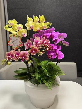 【教师花礼】兰花盆栽 幸运常伴
