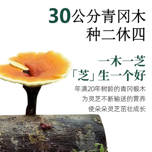 【到手2盒】武夷山灵芝孢子油软胶囊 商品图2