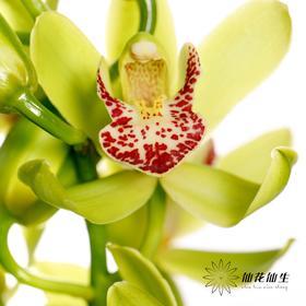 大花蕙兰 | 绿洲