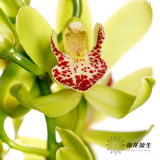 大花蕙兰 | 绿洲 商品图0