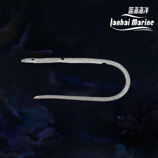 花园鳗 商品图0