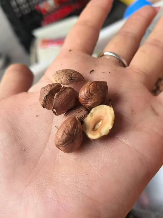 东北野生榛子，铁锅炒制，今年新货，颗颗饱满.磕起来贼拉香👍1斤/袋 商品图0