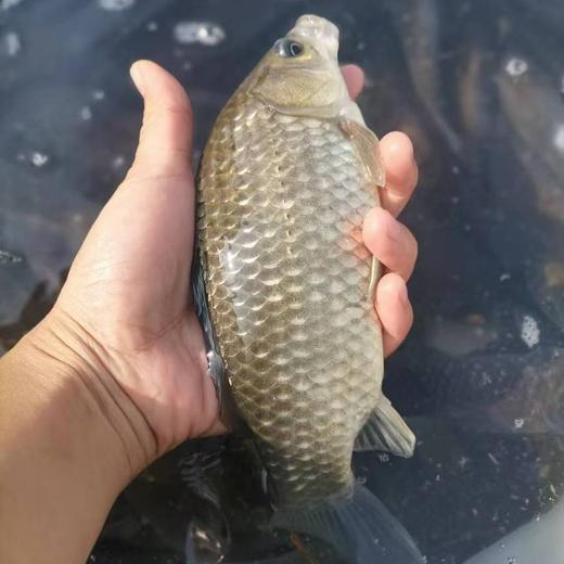 山泉水鲷鱼&鲫鱼 | 每周一截单周三发货 | 鲫鱼排单发货 | 合作生产 | 基地直发 * Mountain Spring Snapper & Crucian 商品图7