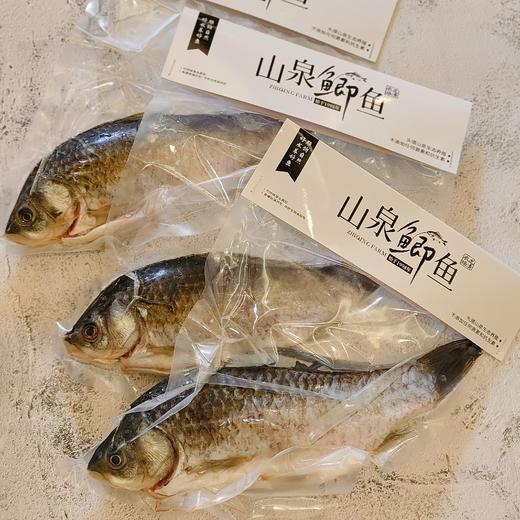 山泉水鲷鱼&鲫鱼 | 每周一截单周三发货 | 鲫鱼排单发货 | 合作生产 | 基地直发 * Mountain Spring Snapper & Crucian 商品图6