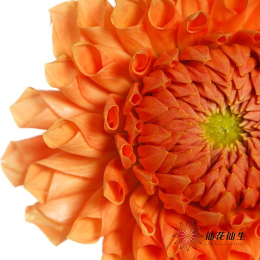 大丽花 | 阳光橙 商品图1