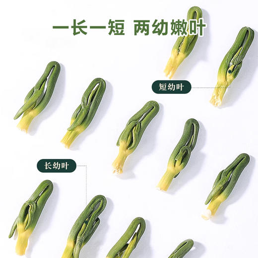 【杨芊一】福林堂莲子心80g/瓶 商品图2