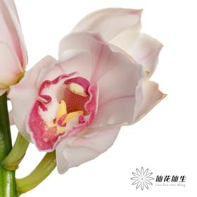 兰花 | 大花蕙兰诱惑【轻微瑕疵 折痕 色差 不售后，介意者慎拍】