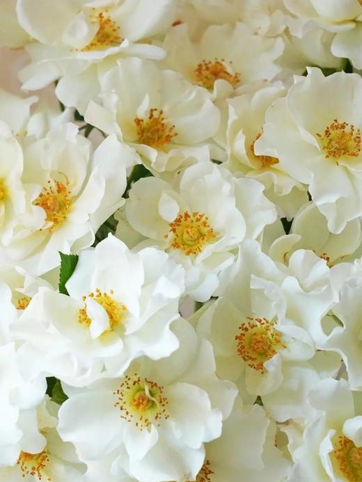 多头玫瑰花婚纱10支 商品图4