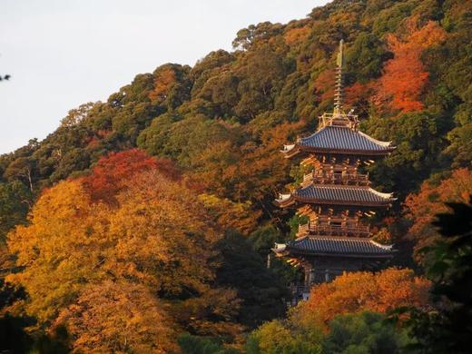 11.19确定出发【秋葉•日本国】瑠璃光院の大涌谷の镰仓秋韵红叶10天采风<只此1团> 商品图9