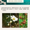 （乡村振兴商品）咸丰野山茶油 商品缩略图5