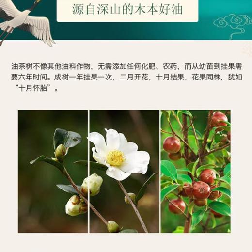 （乡村振兴商品）咸丰野山茶油 商品图5