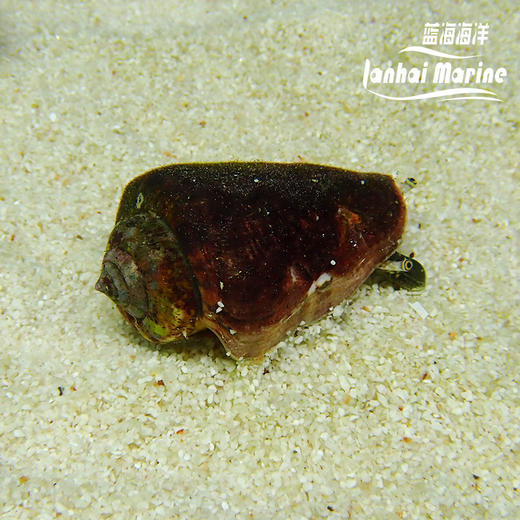 红口跳跳螺 商品图1