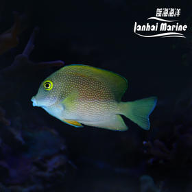 珍珠金眼吊