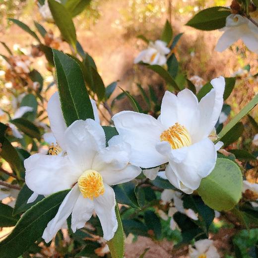 （乡村振兴商品）咸丰野山茶油 商品图4