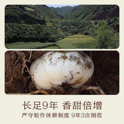 【周三南友日】大客厅专享 百合干 56元 限量秒杀 普快包邮 商品图4