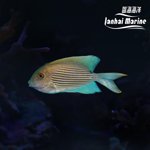 红线纹吊 商品图0