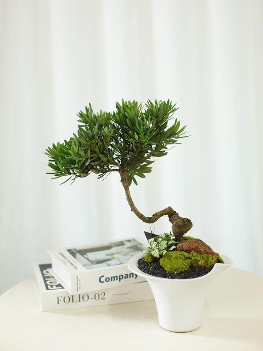 菊芯罗汉松 商品图0