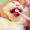Nice Pet猫咪超声波洁牙 商品缩略图0