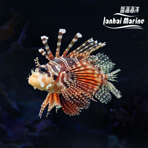 短狮子 商品图0