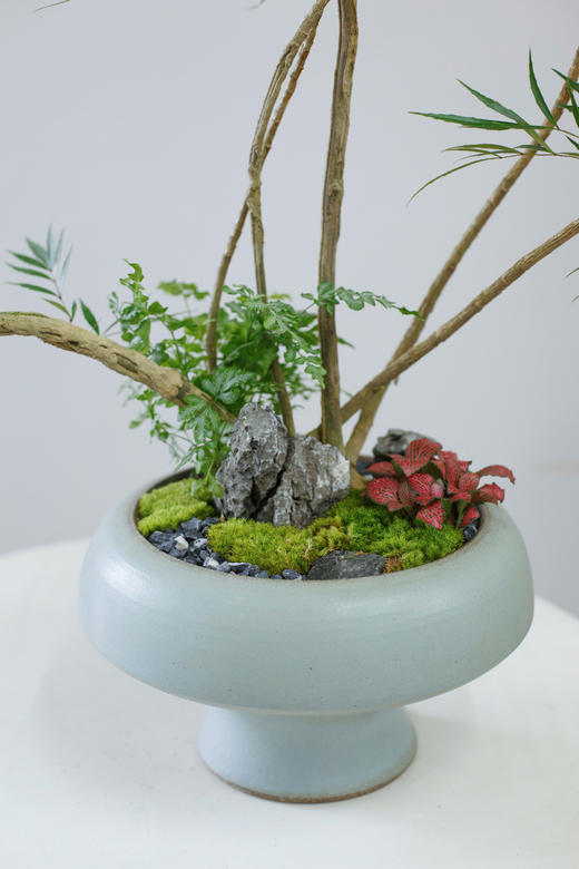 十大功劳 商品图1