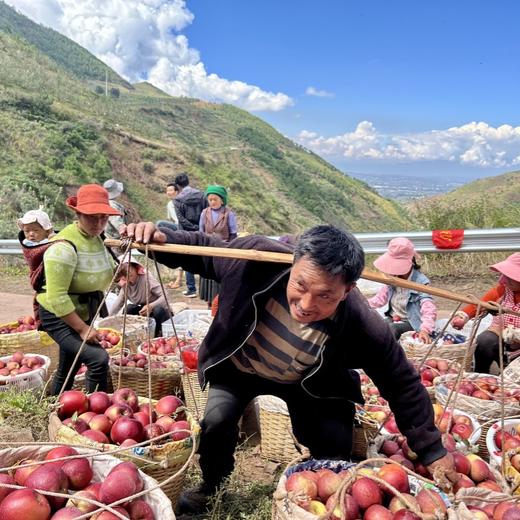 大凉山高原丑苹果【红泉苹果】 商品图4