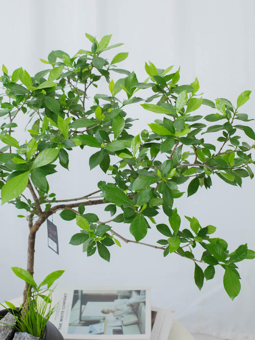 海岛栀子花 商品图2