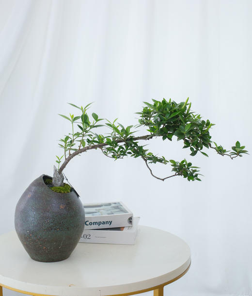 海岛栀子花 商品图0