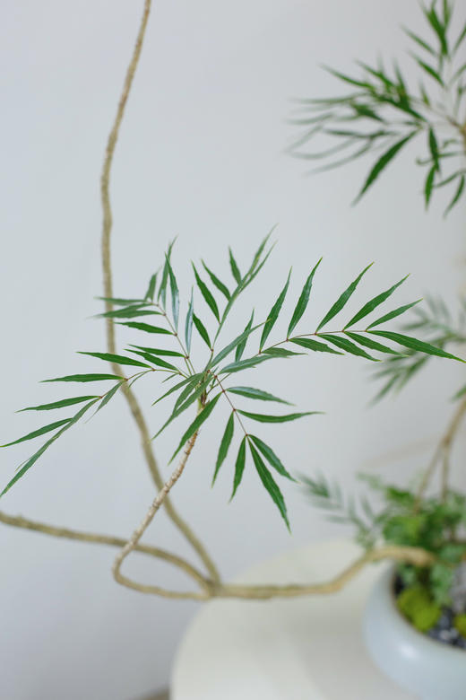 十大功劳 商品图2