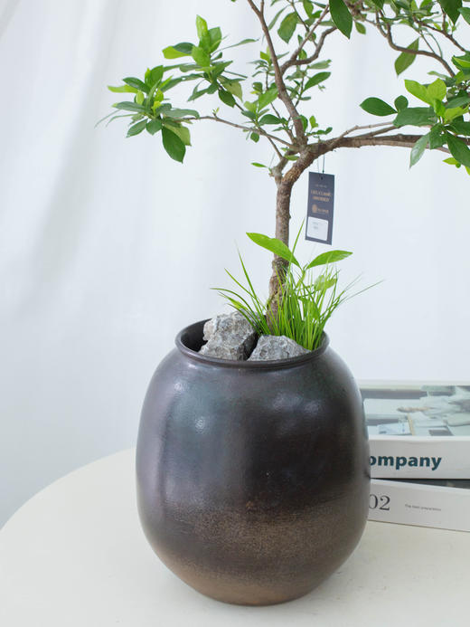 海岛栀子花 商品图3