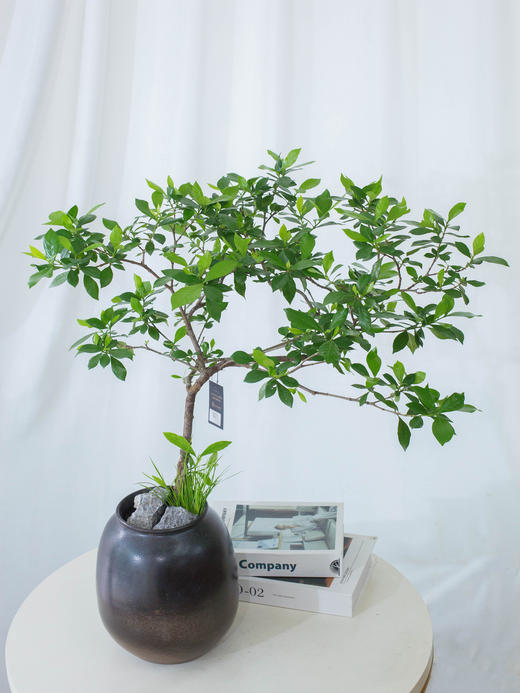 海岛栀子花 商品图0