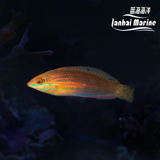 圣诞龙/绿鳍珍珠龙（除蚓螺） 商品图0