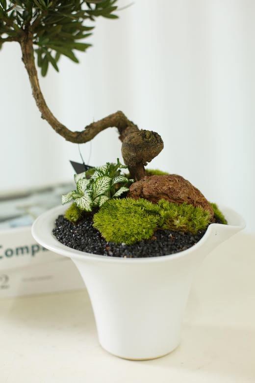 菊芯罗汉松 商品图1