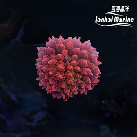 红奶嘴海葵 A