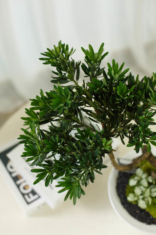 菊芯罗汉松 商品图2