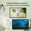 猫爪之夜  猫咪的万般姿态 商品缩略图1