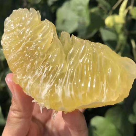 [最农公社]主推|福建黄金葡萄柚清甜爆汁带箱5斤9斤升级礼盒发货（白膜不吃） 商品图1