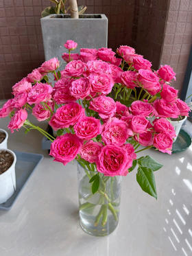 苏菲宝贝多头玫瑰/一束10—15枝/云南