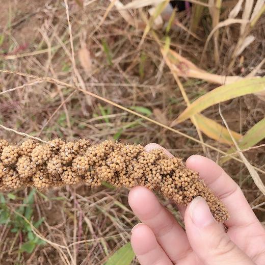 （乡村振兴商品）咸丰土家小米 商品图6