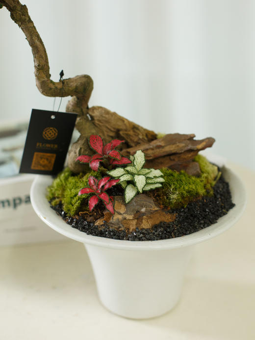 菊芯罗汉松 商品图1