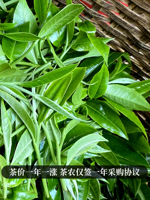 【整提出售】【冰岛王单株】2024年头春头采临沧大忠山700年以上古树茶 近几年升值蕞快的普洱山头 357g/饼 商品图5